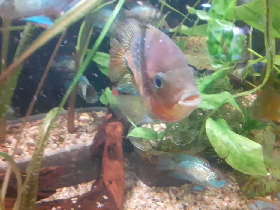 Pielęgnice wielobarwne