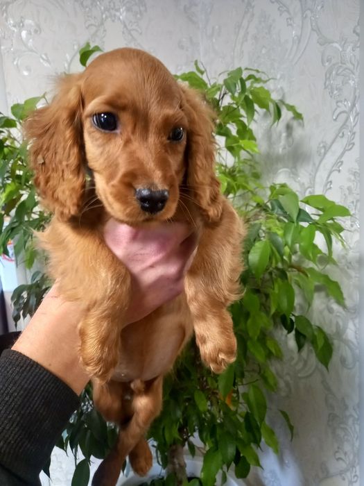 Очень милый парень спаниель