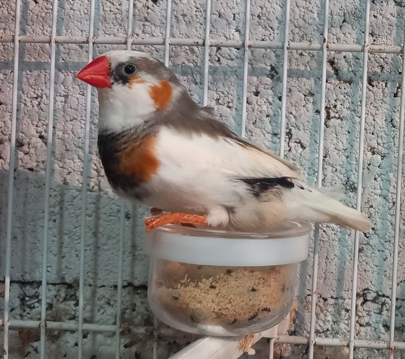Vários mandarins de várias mutações.