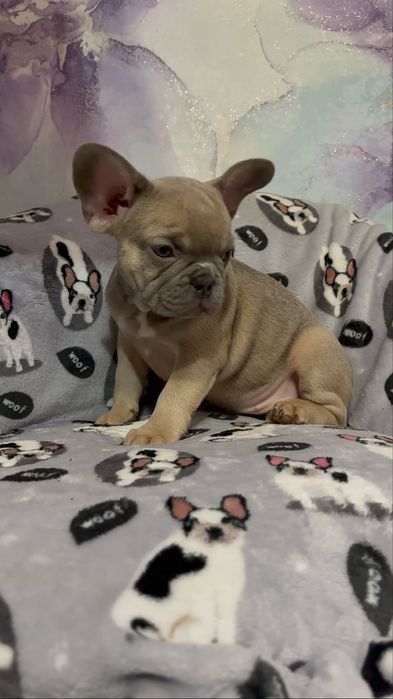 Дівчинка французький бульдог