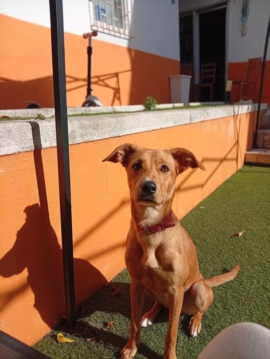 Cadelinha para adoção