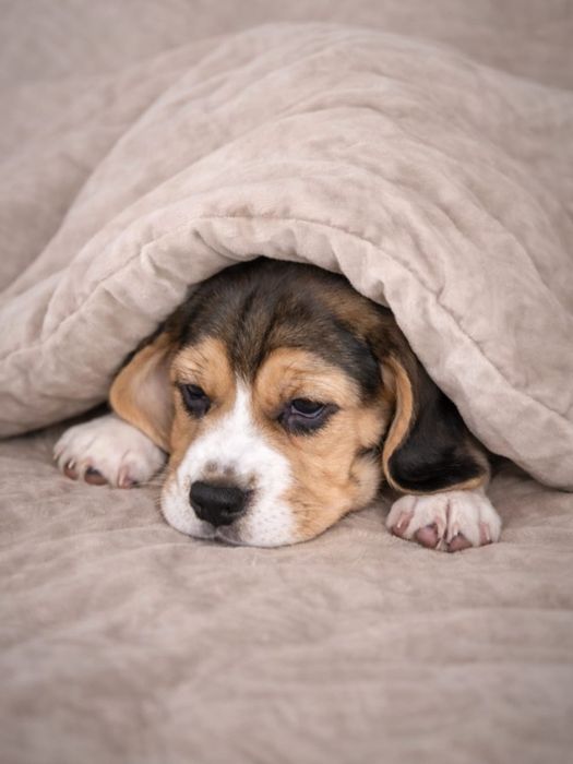 Бігль дівчинка. Цуценя бігля