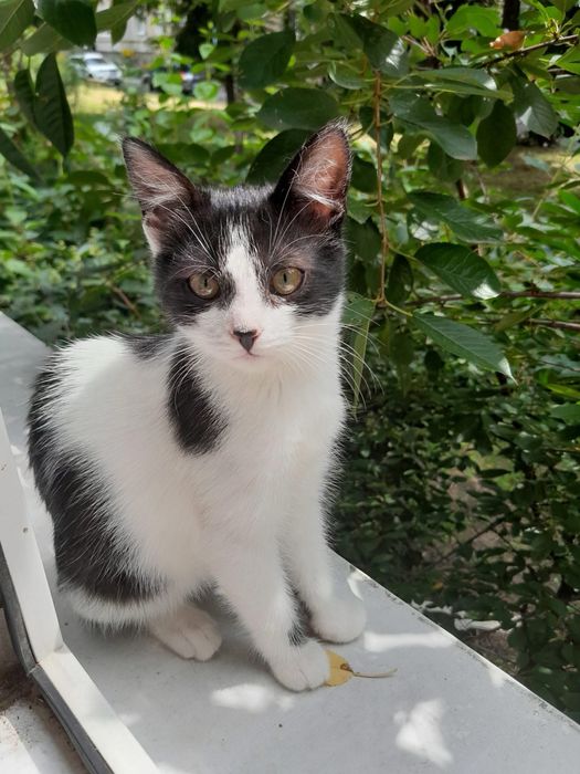 Котенята шукають сімʼї