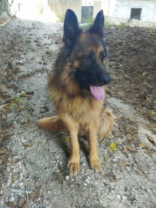 Pastor alemão fêmea com 8 anos