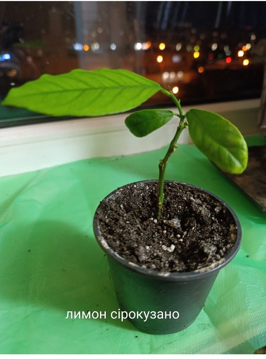 Екзотичні рослини