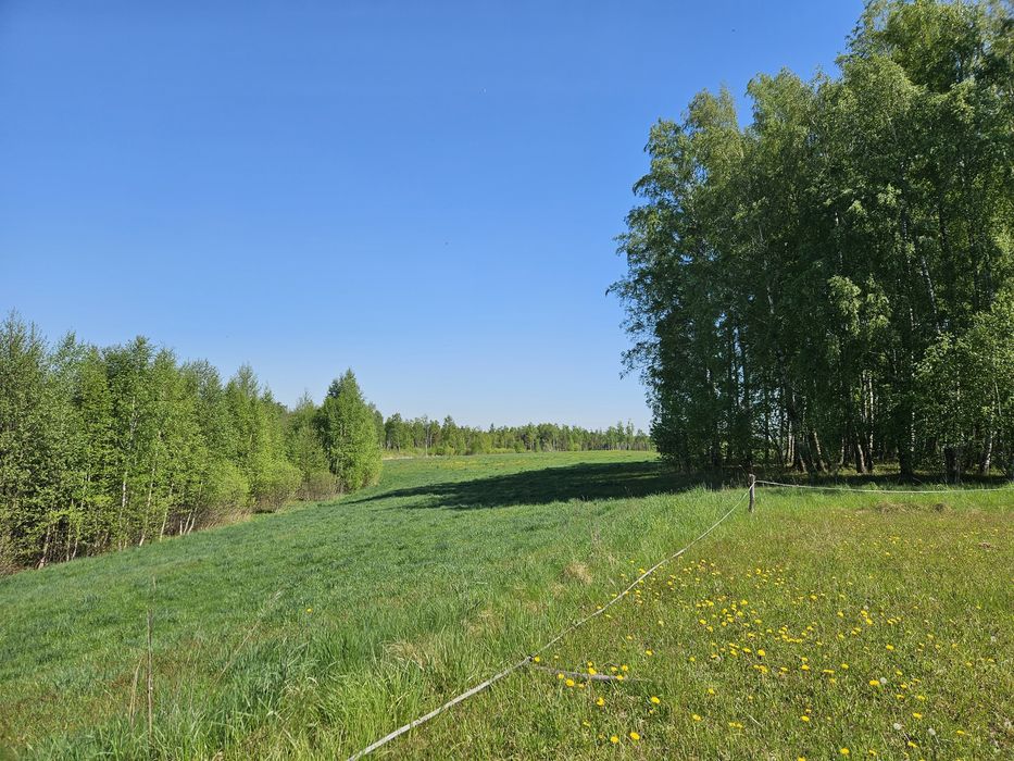 Duża nieruchomość rolna z lasem w miejscowości Suchorzec (9,5 ha) - Widok 3