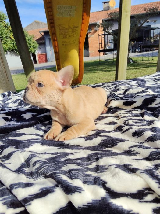 Bulldog Francês Lilac Fawn