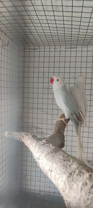 Casal de ringneck