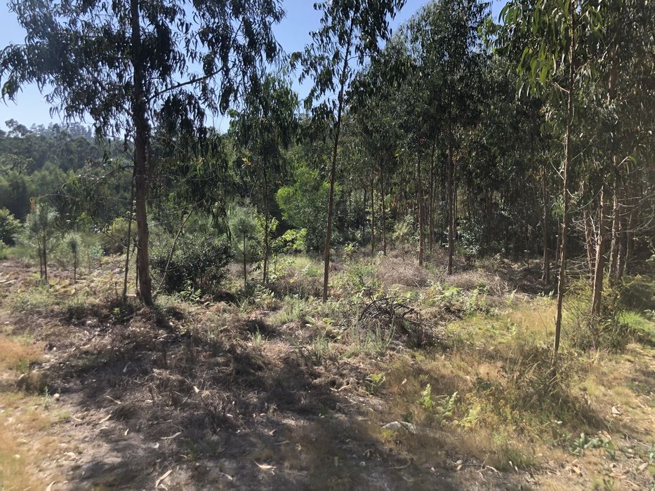 Venda Terreno rústico com mais de 2600 m2- Terra Feita Sao pedro d’arc