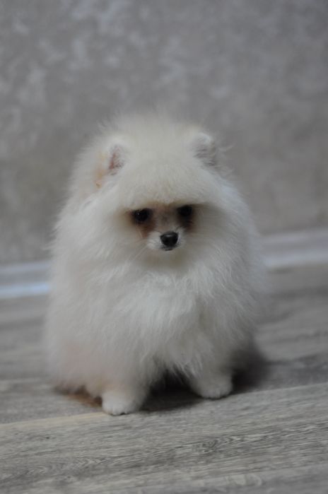 Шикарные VIP медвежата