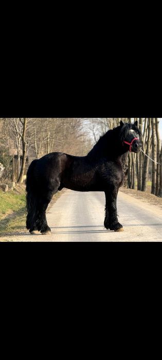 Ogier zimnokrwisty 97% krwi sztumskiej