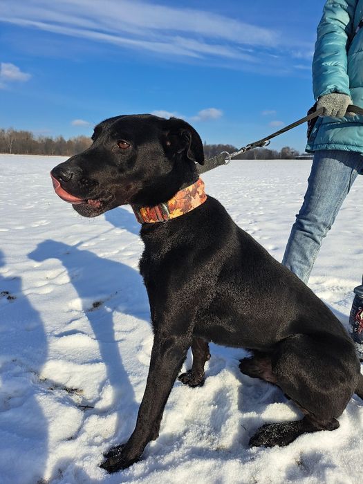 Duży i łagodny pies czeka na nowy dom