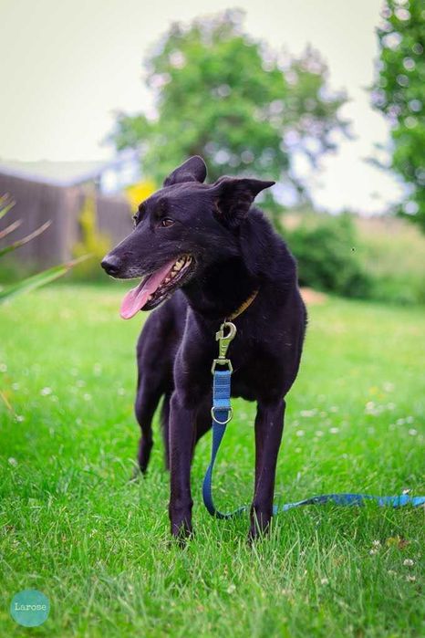 Stella jest z nami kilka lat. To urocza psinka która