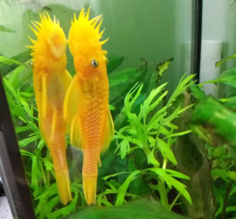 Zbrojnik glonojad ancistrus L144 - 2 samce