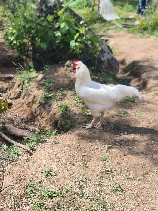 Galos  brancos para venda