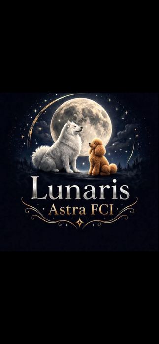 Samoyed szczeniaki ZKwP FCI