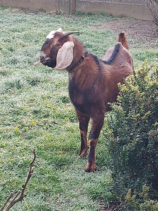 Парування кіз. 100% англо-нубійцем