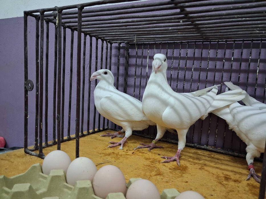 Sprzedam golebie rzeszowskie