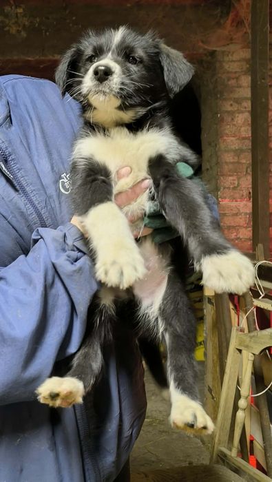 Oddam za DARMO szczeniaki