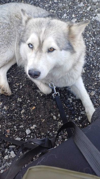 Oddamy Husky i mix owczarek :) adopcja