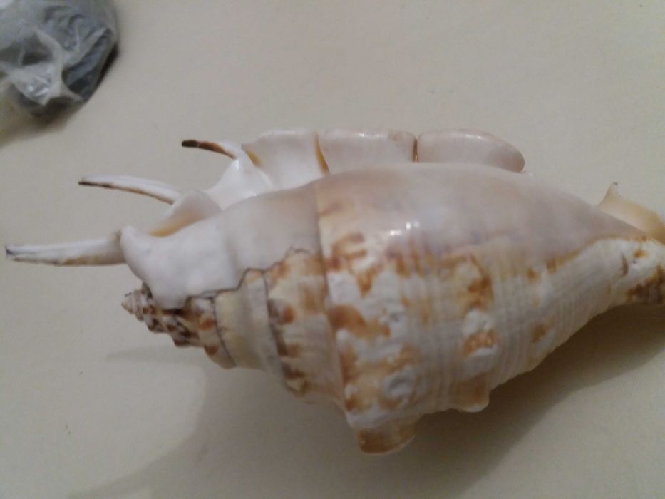 Ракушки для аквариума.