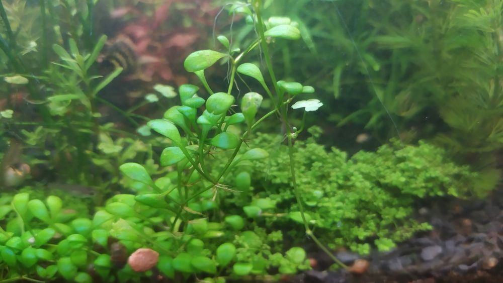 Rośliny Akwariowe z przycinki, nadmiary z moich akwariów.