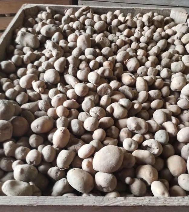 Ziemniaki odpadowe dostępna duża ilość