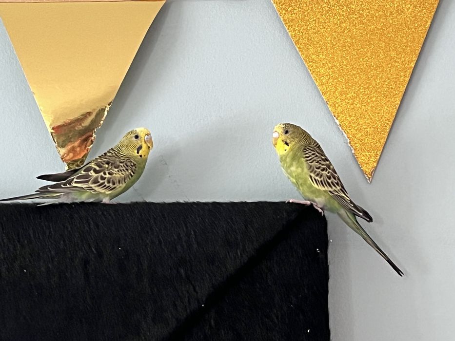 Filhotes de periquito 2 mes