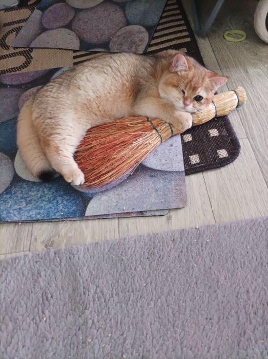 Классный Золотой котик