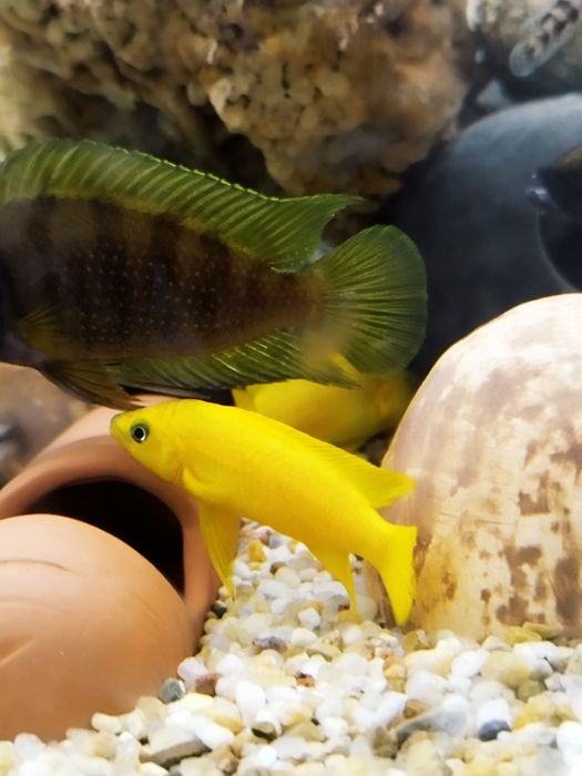 Neolamprologus leleupa leleupi tanganika