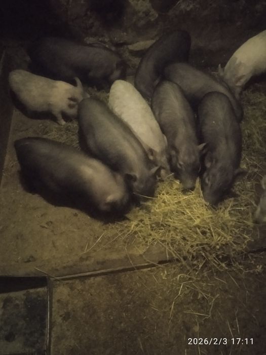 В'єтнамські поросята.