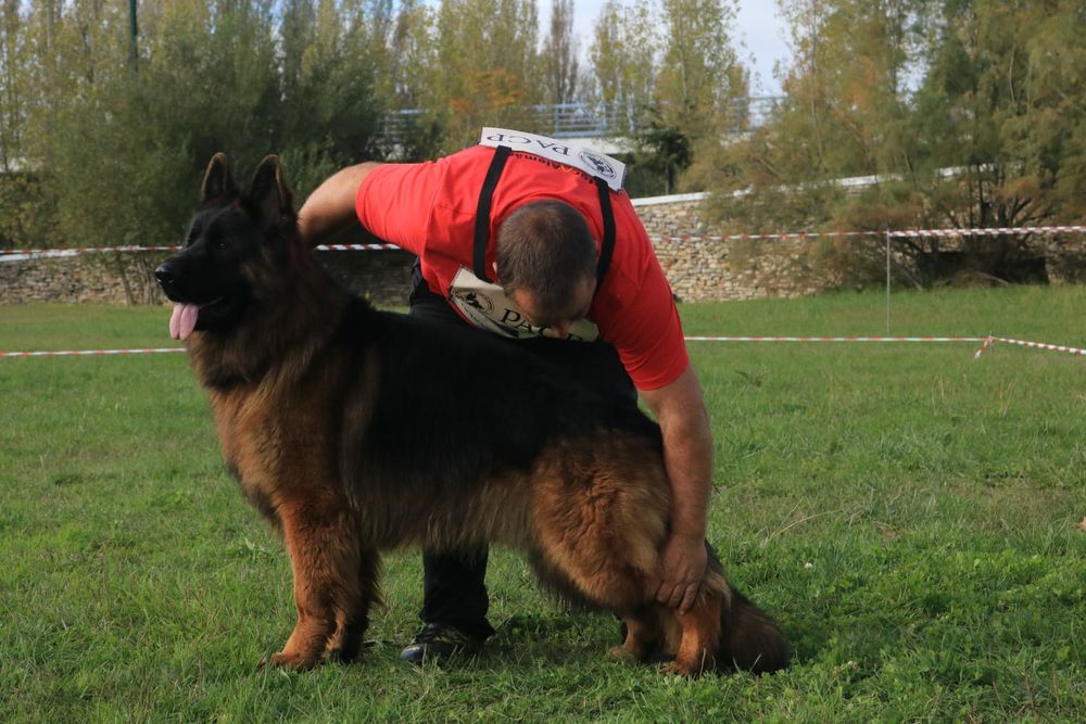 Pastor Alemão macho com lop e Afixo