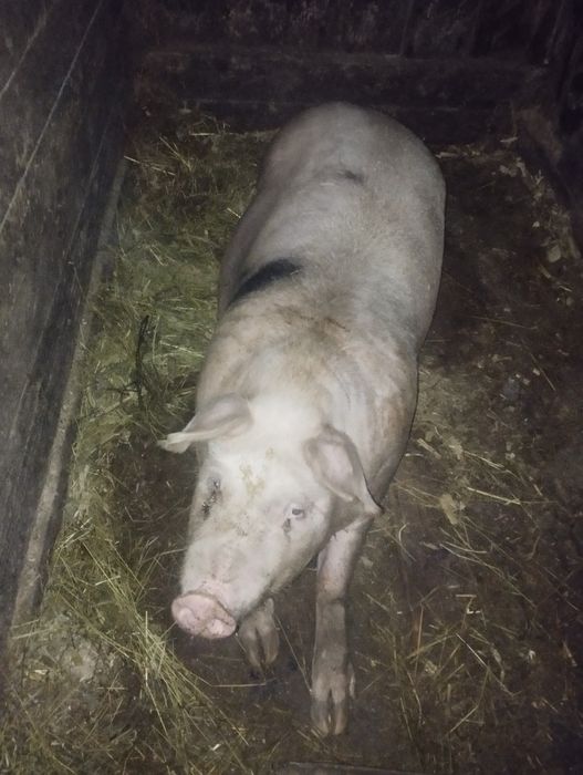 Домашне господарство