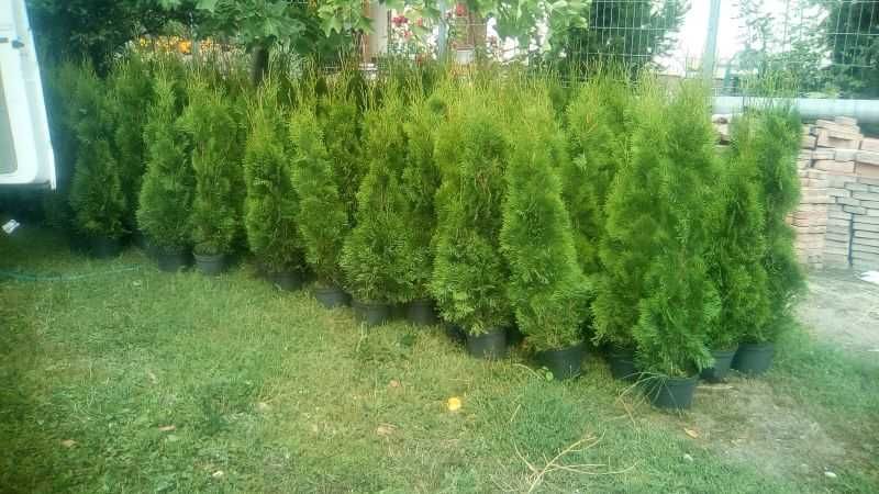 tuja szmaragd ok 100/150 cm, gęste, hurt, detal