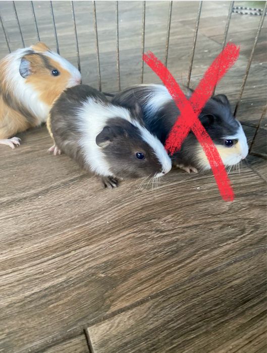 Świnki morskie, młode