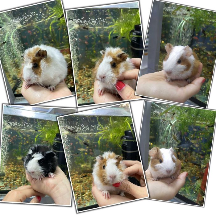 Морські свинки, морские свинки, різні окраси , 1 -2 місяці