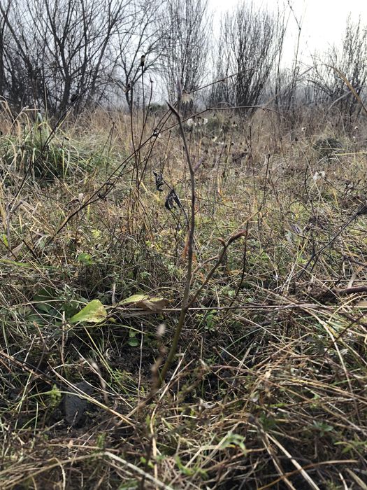 Садженці .Смерека-20грн,Бук-120грн,Ясінь-420грнДуб-180гр Ліщина-120грн