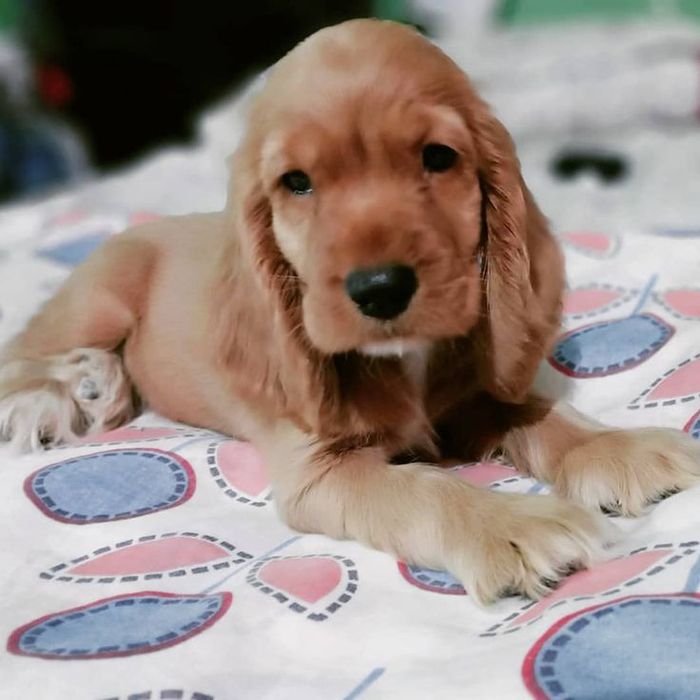 Кокер спанієль — жива іграшка, яка любить по-справжньому