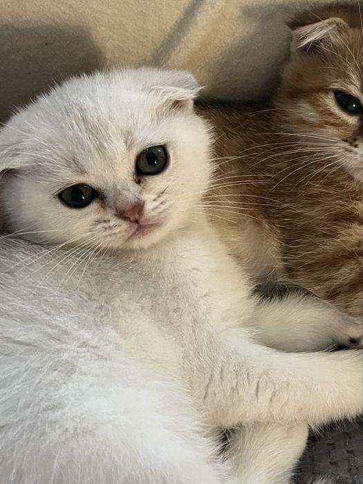 Кошенята срібна шиншила