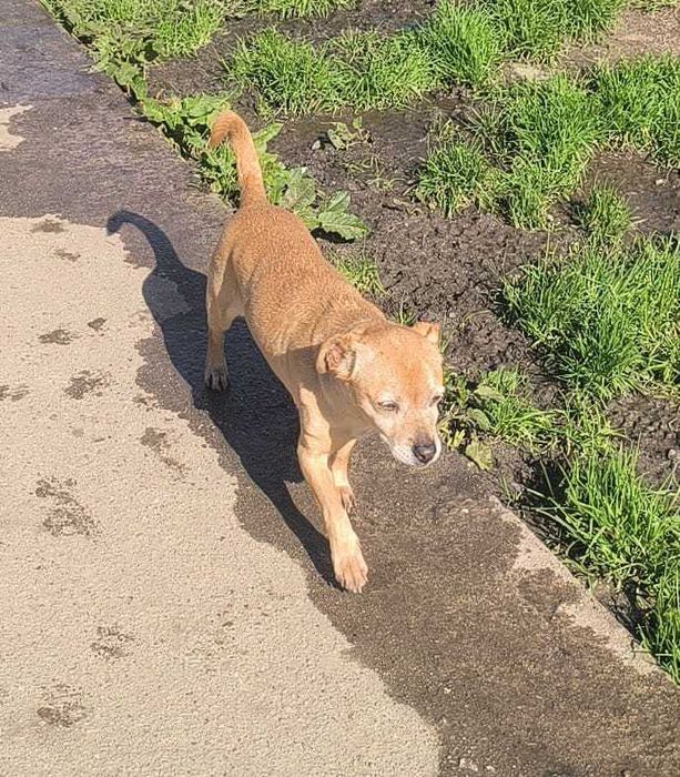 Cadelinha de porte pequeno para adopção