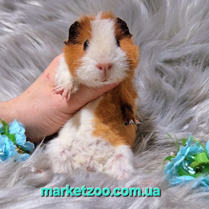 Унікальний біло-рудий хлопчик тедді – ваш майбутній фаворит!