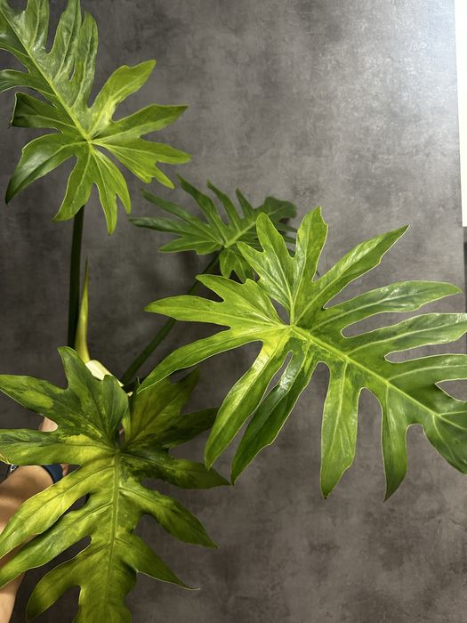 Філодендрон Radiatum t31 variegated.