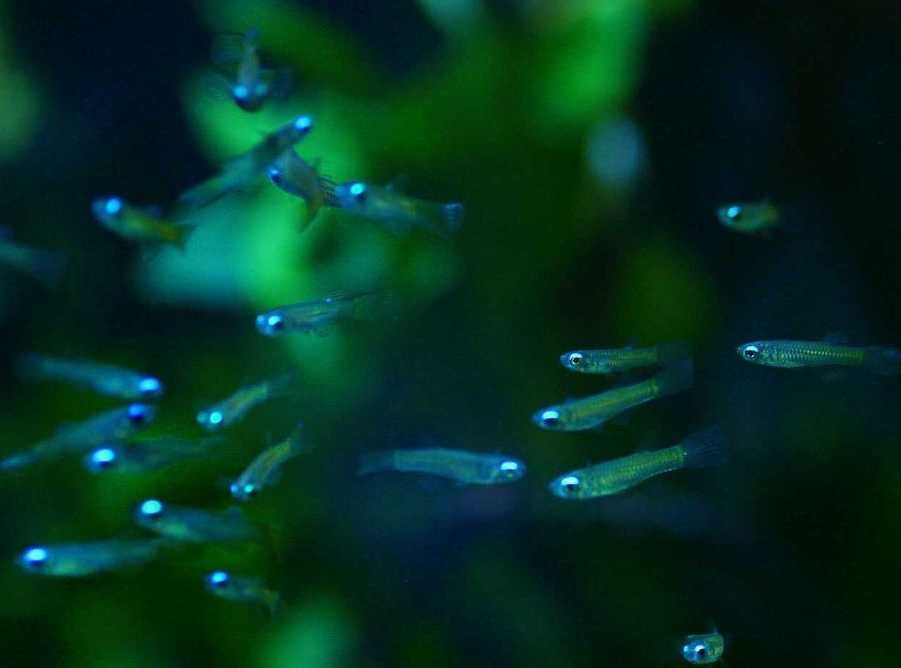 Lśniącooczka normana - Rybki do akwarium