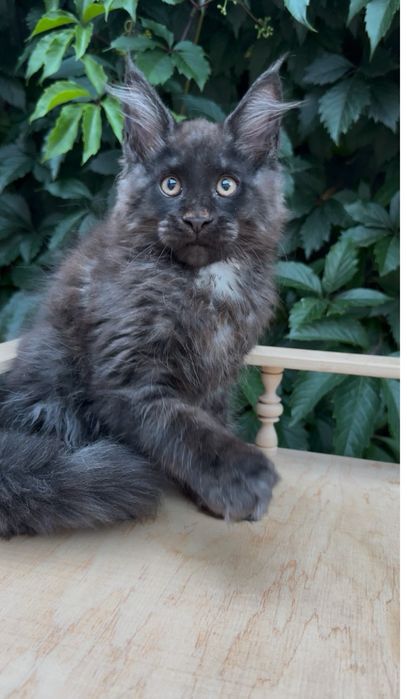 Кошенята мейн кун хлопчики і дівчатка