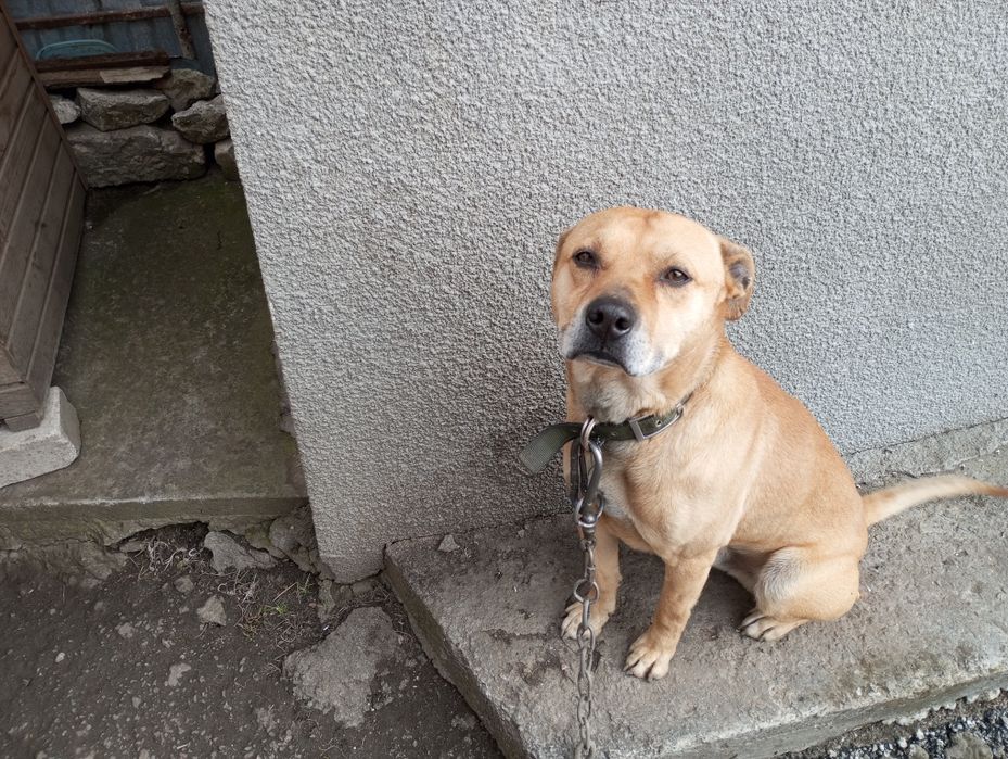 Срочно продам собаку пітбуля хлопчик адекватний