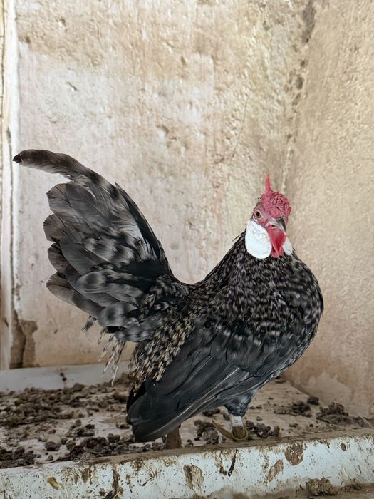 Vendo galo Java