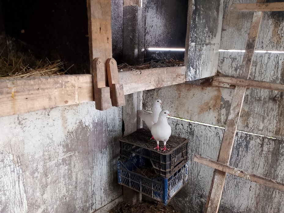 Sprzedam gołębie ozdobne