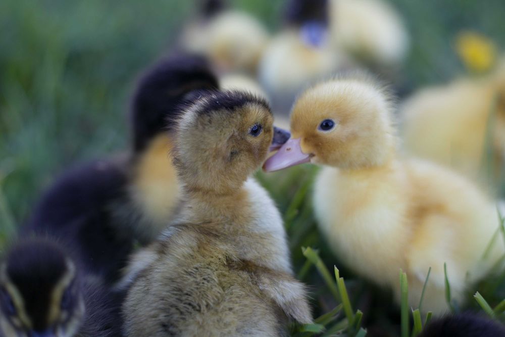 Kaczki pisklęta do odchowu mulard, biegus, pekin dostawa na miejsce