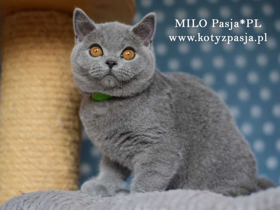 Kot brytyjski niebieski Milo Pasja*PL rodowód FPL/FIFE