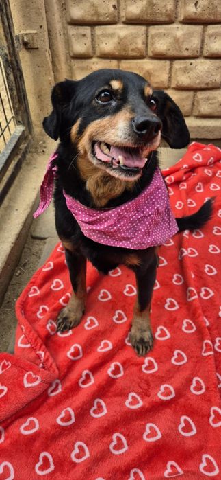 Nakolankowa, łagodna suczka szuka rodziny